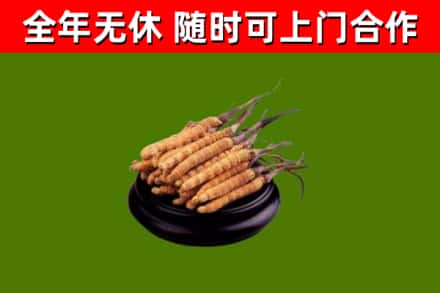 嘉峪关回收冬虫夏草