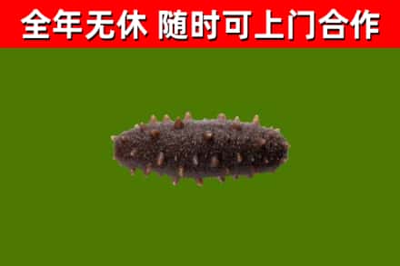 嘉峪关回收海参干